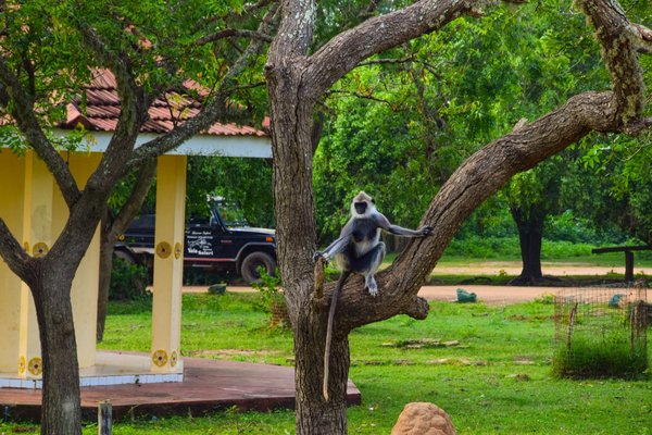 Les enjeux écologiques du tourisme animalier et des comportements responsables